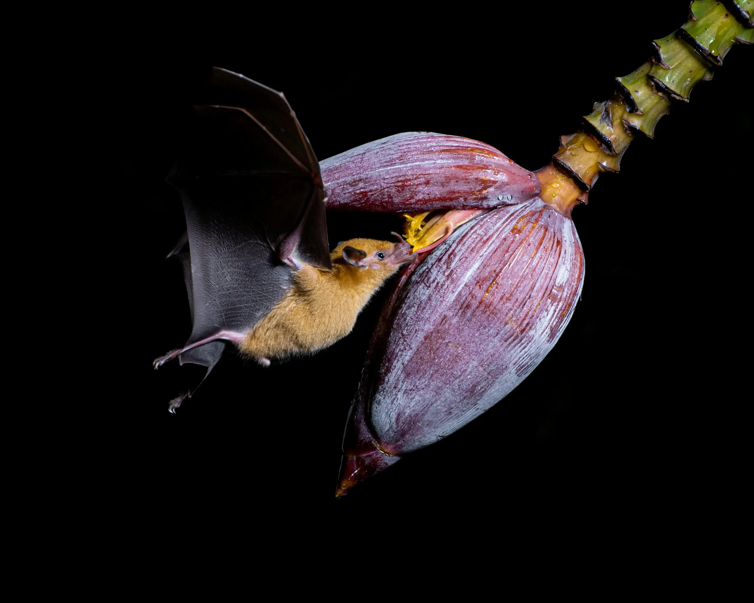 Close-up of a fruit bat feeding on a banana flower against a black background in Costa Rica.