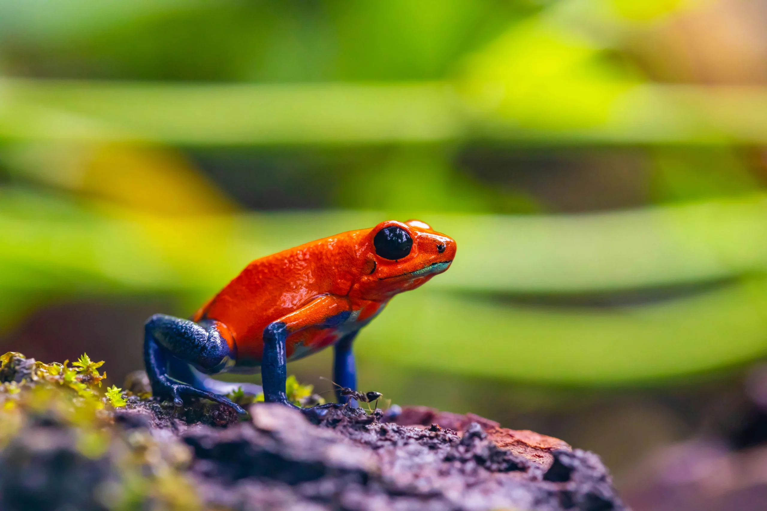 Close-up of a colorful strawberry poison dart frog in the lush Costa Rican rainforest.