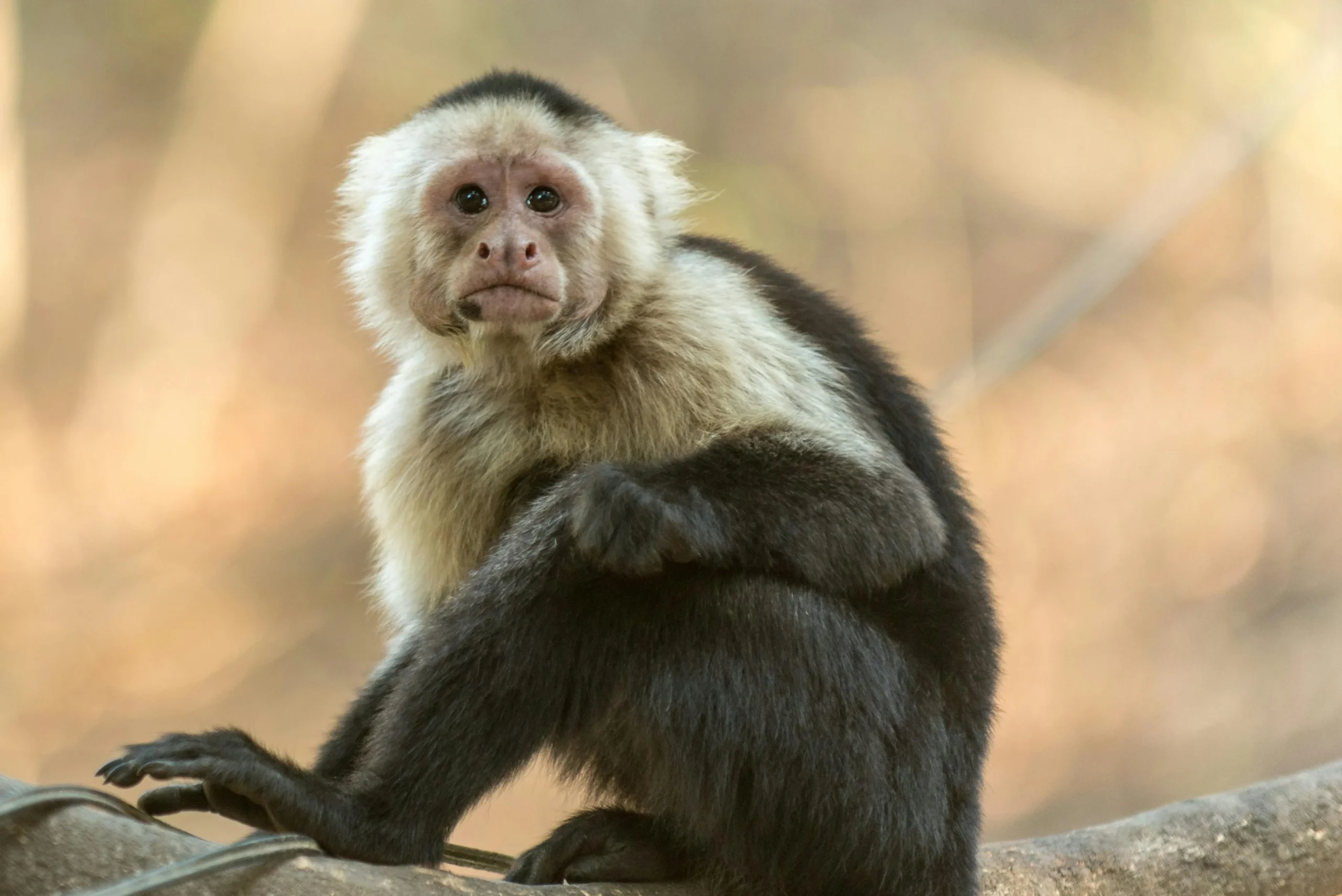 Close-up of a white-headed capuchin monkey in natural habitat, Costa Rica.
