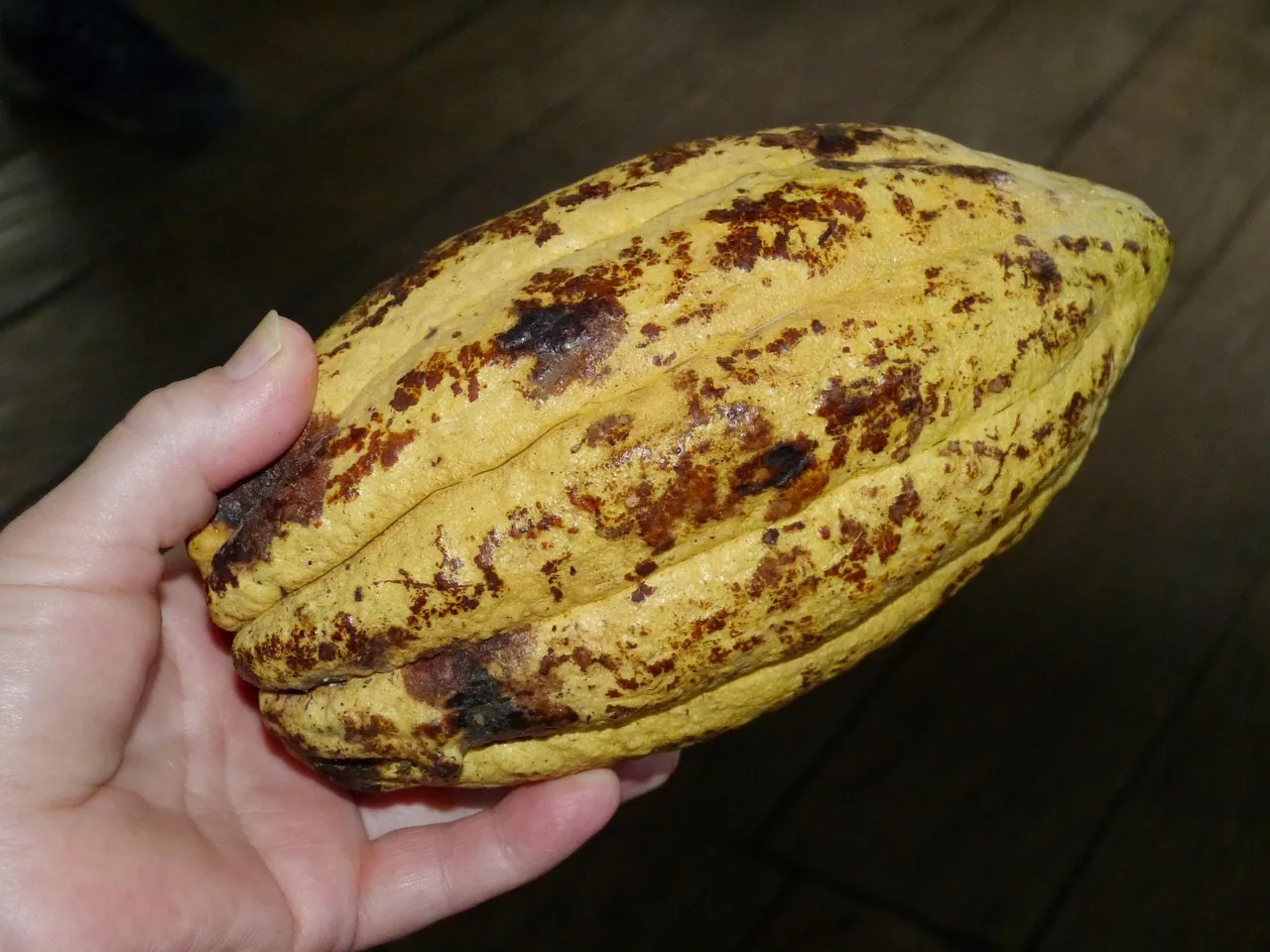 cocoa bean, cacao, cocoa, chocolate, confectionery, sweets, fruit, hand, harvest, tropics, tropical, costa rica, central america, cocoa bean, cocoa bean, cacao, cacao, cacao, cacao, cacao, costa rica
