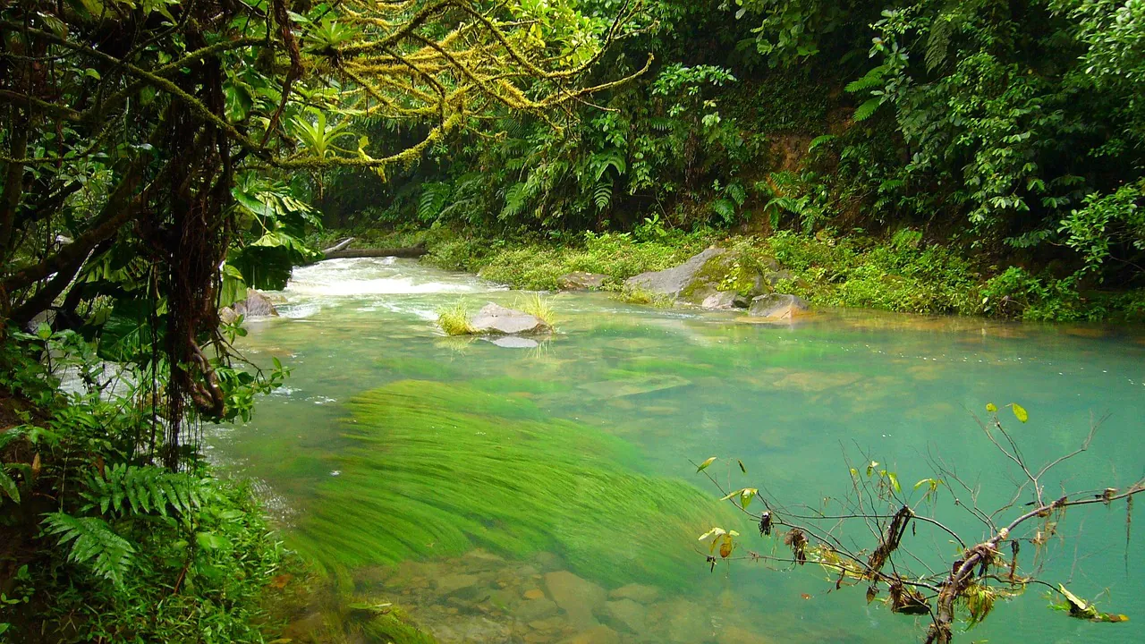 river, water, celeste, nature, jungle