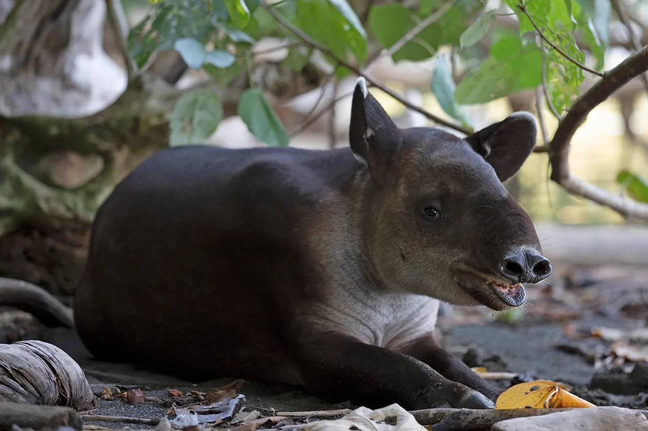 tapir, animal, wildlife, costa rica, nature, herbivore