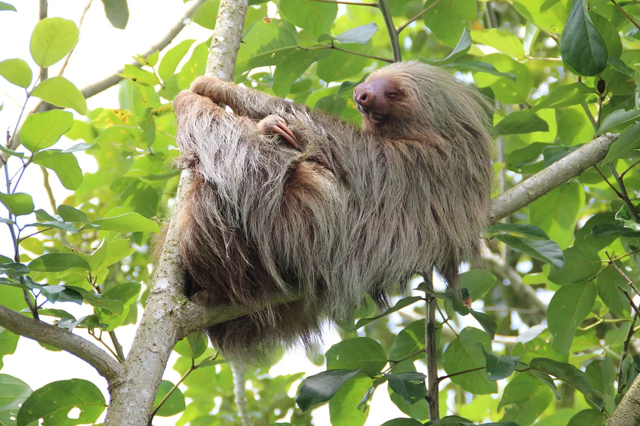 sloth, costa rica, rainforest, sloth, sloth, sloth, sloth, sloth