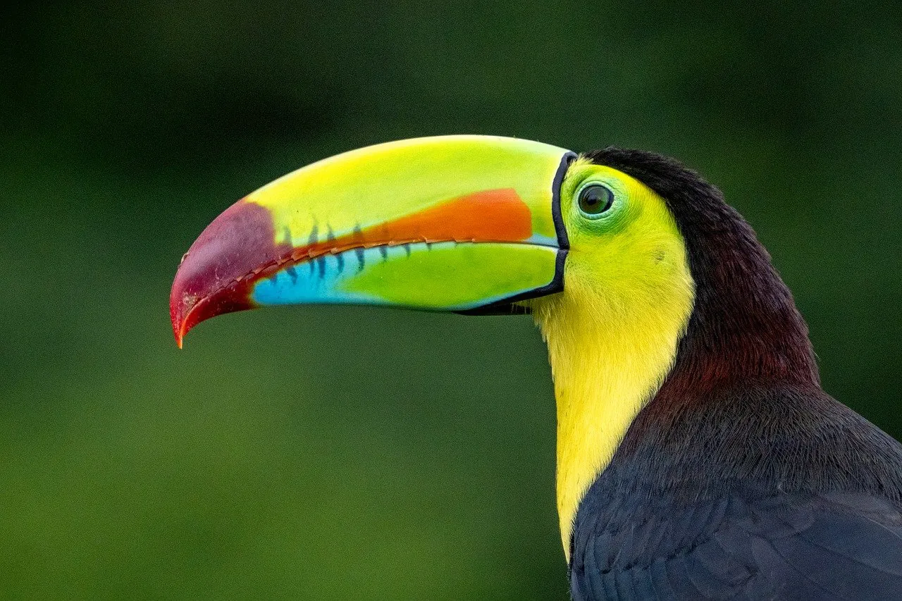 costa rica, toucan, keel-billed toucan, rainbow-billed toucan, bird, wildlife, animal, nature
